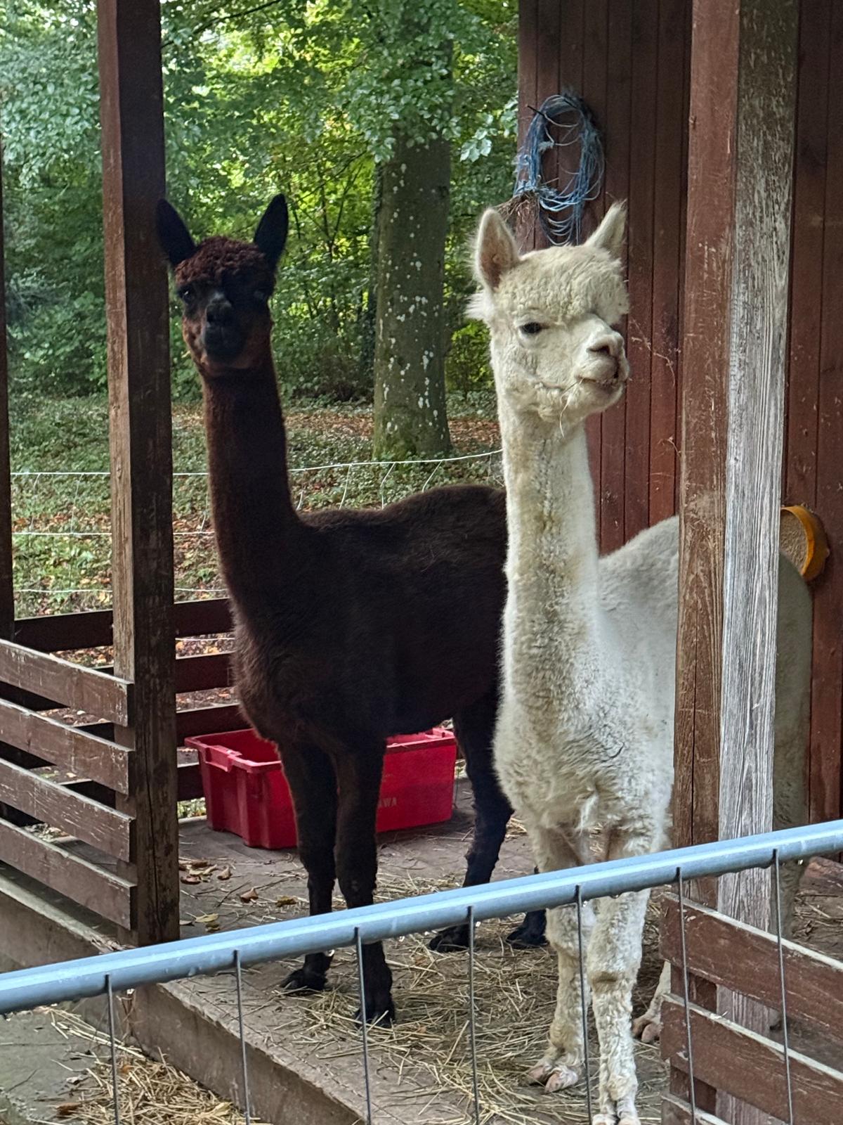 Alpakas im Schulpark