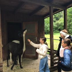 Alpakas im Schulpark