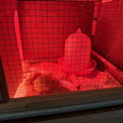 Die ersten Küken schlüpfen!