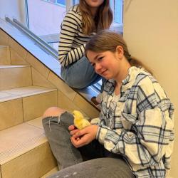 Die ersten Küken schlüpfen!