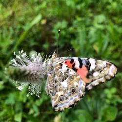 Metamorphose hautnah