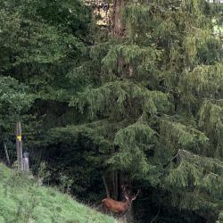 Auf den Spuren der Kalkalpen (1b)