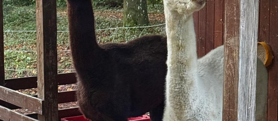 Alpakas im Schulpark