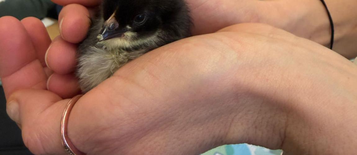 Die ersten Küken schlüpfen!