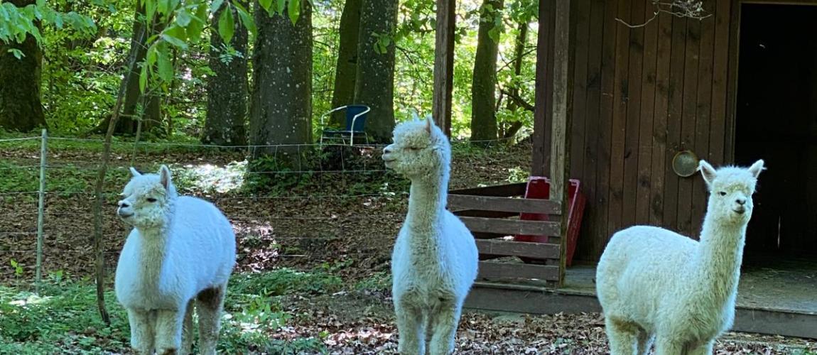 Alpakas 2026
