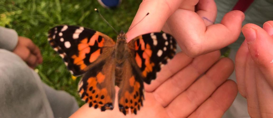 Metamorphose hautnah