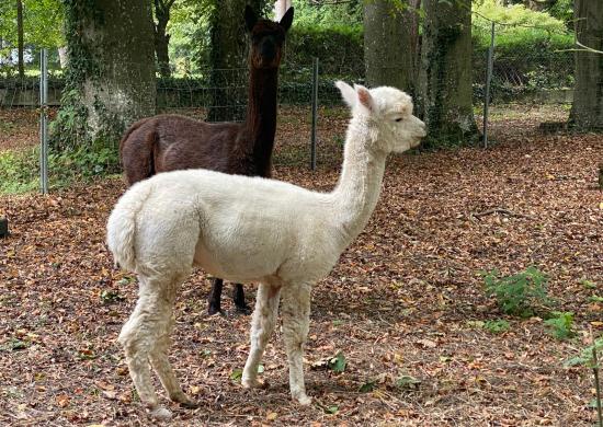 Alpakas im Schulpark