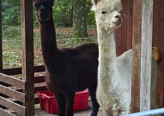 Alpakas im Schulpark