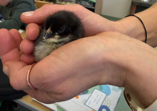 Die ersten Küken schlüpfen!