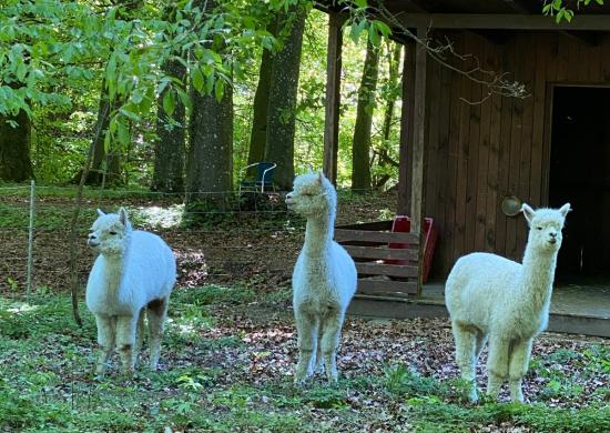 Alpakas 2026