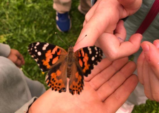 Metamorphose hautnah